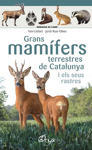 GRANS MAMFERS TERRESTRES DE CATALUNYA I ELS SEUS RASTRES